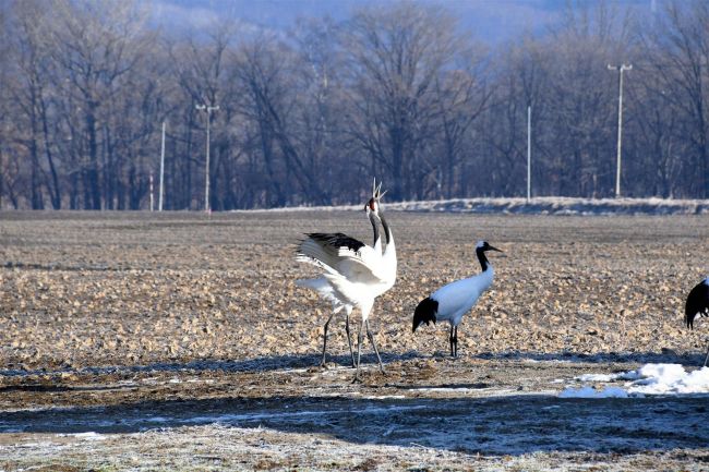 タンチョウ調査、十勝は過去最多の２０９羽確認