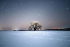 霧氷でうっすらと白く染まったハルニレの木