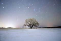 絶景　厳寒のハルニレ　豊頃に写真愛好家集う　楽しみ方紹介