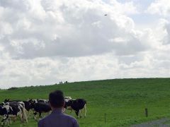 豊富の町営牧場で牛追い作業を行うドローン（芽室町農林課提供）