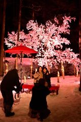 “冬桜”のライトアップも大勢の来場者でにぎわった（１月２７日、金野和彦撮影）