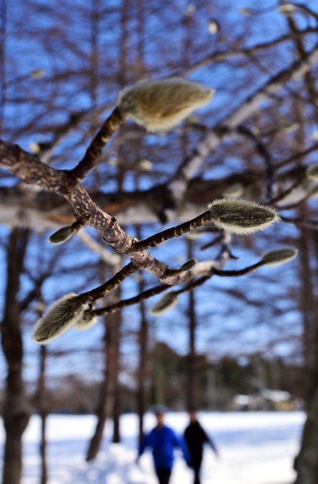 冷え込む「啓蟄」　木の芽には春の気配も