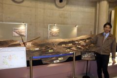 最新研究で大幅リニューアル　忠類ナウマン象記念館が２０日オープン