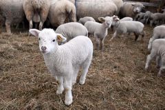 牧舎の中で元気に育つ子羊たち（２１日）