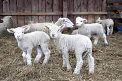 牧舎の中で元気に育つ子羊たち（２１日）