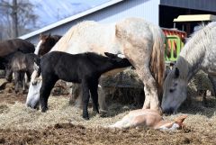 母馬の母乳を飲む子馬。満腹になって昼寝する子馬の姿も見られた（２８日、須貝拓也撮影）