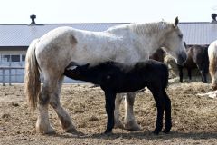 母馬の母乳を飲む子馬（須貝拓也撮影）
