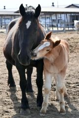 馬の出産ピーク　家畜改良センター十勝牧場