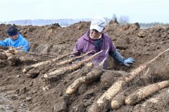 春掘りが始まったナガイモ（８日、帯広市豊西町で。廣田佳那撮影）