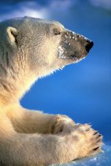 アラスカの自然と人、野生動物を追った写真家星野さん特別展　２０日から帯広美術館