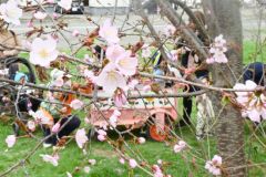 平年より９日早く「開花」した帯広市内のサクラ（帯広測候所の副標本木、２３日午前１０時３０分）