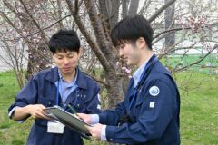 サクラの「標本木」の開花状況を確認する帯広測候所の職員（２３日午前１０時１０分）
