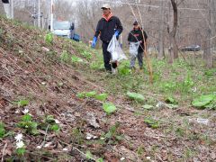 ウラホロイチゲなどが咲く道路沿いを清掃する参加者たち