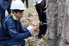 シラカバ樹液を採取する生徒