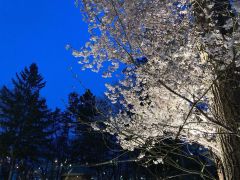中庭のサクラをライトアップ　北海道ホテル～こぼれ話 3