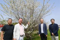 下音小の淡墨桜が植樹から２２年目に開花　関係者に驚き広がる　音更