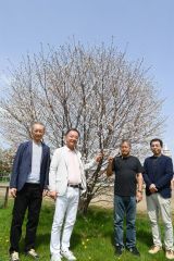 下音更小の敷地内に立つ淡墨桜が植樹から２２年目に開花したことを喜ぶ関係者ら（左から宮原さん、山本さん、阿部さん、鈴木教頭）