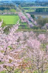 ５月１日、中札内村の桜六花で。塚本逸彦さん（幕別町）投稿