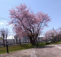 ４月２９日、士幌町タウンプラザ前で「ハートのさくら」。ニックネームＥＭＳさん投稿