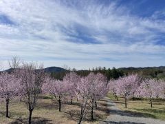 ５月１日、中札内村の桜六花で。休場龍さん投稿