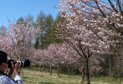 ４月２９日、中札内村の桜六花で。ニックネームｊｕｎｂｏｂｏさん投稿