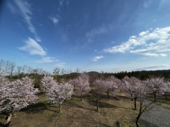 ４月２９日、中札内村の桜六花で。ニックネーム胡蝶さん投稿