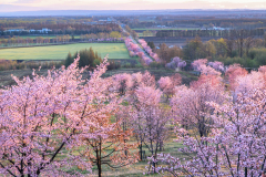 桜、さくら、サクラ～読者投稿の写真特集