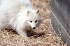珍しい「白いエゾタヌキ」十勝で発見保護　おびひろ動物園で治療も死ぬ