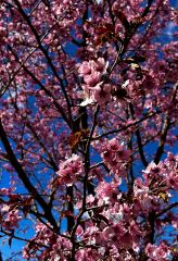 ５月１日、中札内村の桜六花で。ニックネームＡｉさん投稿