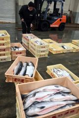 広尾でトキシラズ水揚げ開始、漁獲量減少で高まる希少価値