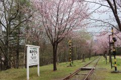 見頃を迎えた鉄道資料館の近くにあるエゾヤマザクラ並木