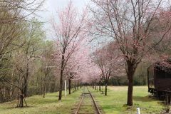 管内でも遅い桜　ぬかびらで並木開花　上士幌