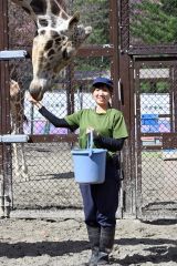 「動物福祉の観点からも日本一のキリン舎に」キリン担当の片桐さん～飼育員のお仕事（２）