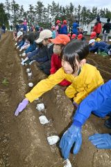 ナガイモの種を植える児童（９日、帯川西小で。金野和彦撮影）
