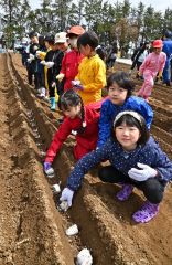 ナガイモの種を植える児童（９日、帯川西小で。金野和彦撮影）