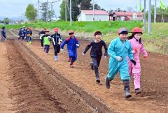 帯川西小で児童がナガイモの種植え（９日、金野和彦撮影）