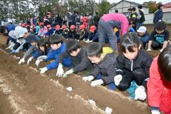 帯川西小で児童がナガイモの種植え（９日、金野和彦撮影）