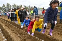 帯川西小で児童がナガイモの種植え（９日、金野和彦撮影）