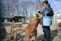 「動物幸せ、楽しい展示を」カンガルー、アメリカビーバー担当　塚本未悠さん～飼育員のお仕事（３）