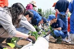 サツマイモの苗を植える子どもとサポートする生徒（１１日午前１０時５５分ごろ、帯広農業高校）