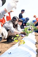 サツマイモの苗を植える子どもとサポートする生徒（１１日午前１０時５５分ごろ、帯広農業高校）