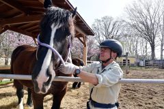 甘えん坊と職人かたぎ　ばん馬担当の大丸譲司さん～飼育員のお仕事（４）