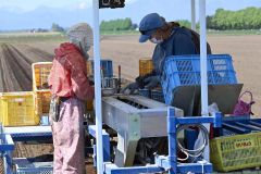 増地さんの畑では播種用機械を操作してナガイモを植え付ける（１４日午前９時半ごろ、帯広市基松町）
