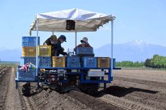 増地さんの畑では播種用機械を操作してナガイモを植え付ける（１４日午前９時半ごろ、帯広市基松町