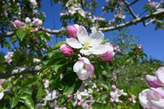 リンゴの品種「千雪」の桃色のつぼみと白い花が見ごろを迎えている松下リンゴ園