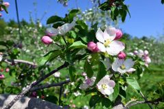 リンゴの品種「千雪」の桃色のつぼみと白い花が見ごろを迎えている松下リンゴ園