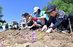ＰＴＡや地域のボランティアと一緒にシバザクラを植える児童（白人小学校で。金野和彦撮影）