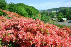 広尾の「赤」大満開　大丸山のツツジ