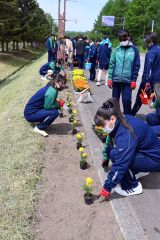 大樹高生徒が道道沿いで花の植栽「きれいな景観に」 4