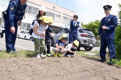 園児が交通事故根絶願いヒマワリの種植える　池田で絆プロジェクト 3